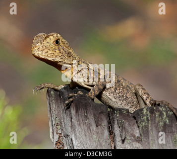 Young eastern water dragon lizard on log in the wild in Australia Stock Photo