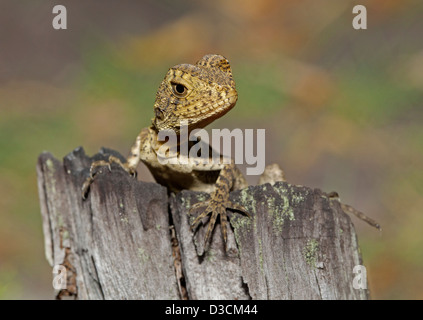 Young eastern water dragon lizard on log in the wild in Australia Stock Photo