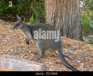 Female swamp wallaby, Wallabia bicolour with joey in pouch in the wild in Booderee National Park, NSW Australia Stock Photo