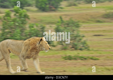 A charging lion in Masai Mara, Kenya, Africa