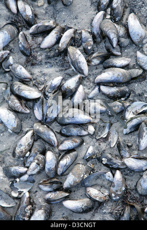 patterns created by many mussels shells on a beach in Denmark Stock Photo