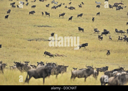Cheetah hunting a wildebeest while the rest of the herd looks on, in Masai Mara in Kenya, Africa