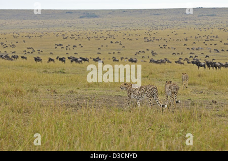 Three Cheetahs on a hunt and a large herd of wildebeest , in Masai Mara in Kenya, Africa Stock Photo