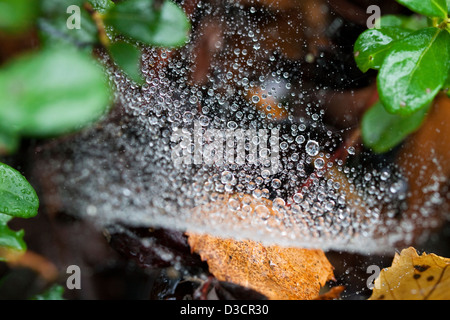 Web in dew Stock Photo