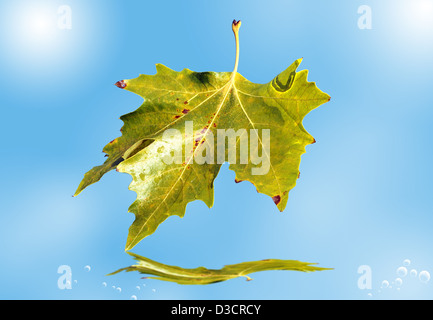 Autumn leaf. Stock Photo