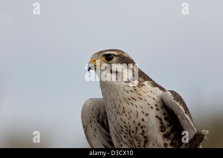 Selective focus on prairie falcon with copy space surrounding the bird of prey. Stock Photo