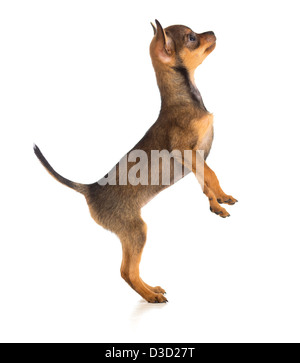Standing dog side view. Russian toy terrier Stock Photo