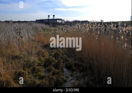 Rainham Marshes RSPB Nature Reserve by the River Thames Essex UK UK Rainham Marshes Stock Photo