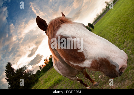 A close up fisheye shot of a horse approaching the camera with the sun setting in the distance. Stock Photo