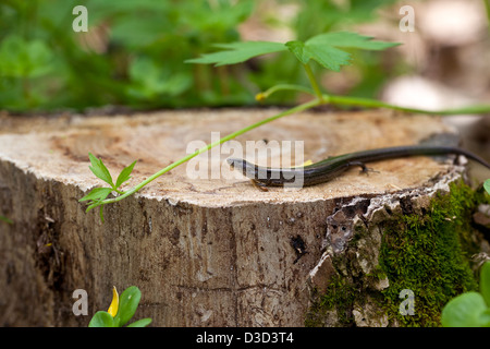 A macro shot of a Five-lined skink (Eumeces fasciatus) found in the Ozark mountains in Missouri. Stock Photo