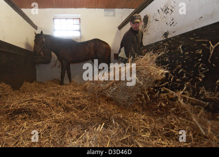 Gutersloh, Germany, man mucking out a horse box Stock Photo - Alamy