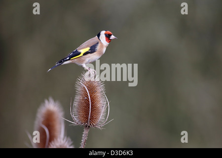 Goldfinch, Carduelis carduelis, single bird on Teasel, Warwickshire, February 2013 Stock Photo