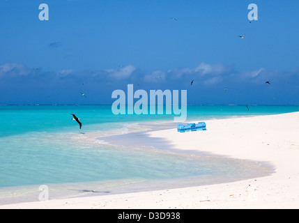 Laysan Albatross flying over Pacific Ocean and plastic marine debris that washed up on the shore in northwestern Hawaiian islands Stock Photo