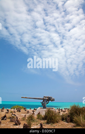 World War II 3' anti-aircraft gun of the naval air station on Midway from 1942 - 1945 in a colony of Laysan Albatrosses, Eastern Island, Midway Atoll Stock Photo