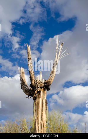 An old and very large saguaro cactus, Carnegiea gigantea, has died where it stood. Stock Photo