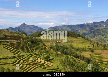 Rice terrace  Lao Cai province, Bac Ha district, Vietnam, Stock Photo