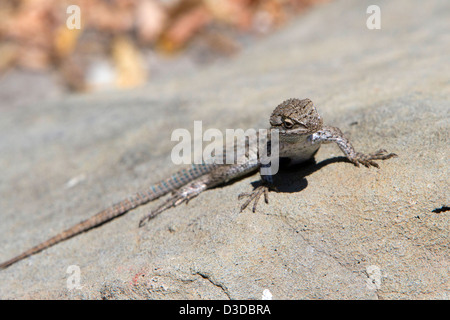 Western Fence Lizard (Sceloporus occidentalis) poised on a rock at Los Alamos, Santa Barbara County, California, USA in July Stock Photo