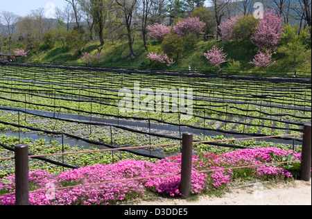 Cherry trees and flowers surround organic wasabi horseradish growing in fresh river water at Daio Wasabi Nojo farm, Nagano. Stock Photo