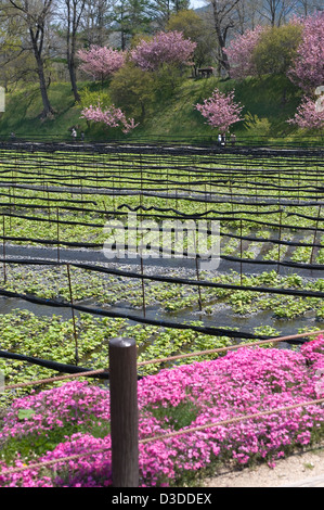 Cherry trees and flowers surround organic wasabi horseradish growing in fresh river water at Daio Wasabi Nojo farm, Nagano. Stock Photo