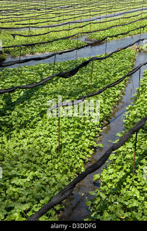 Rows of organic wasabi horseradish plants growing in fresh mountain river water at Daio Wasabi Nojo farm in Hotaka, Nagano. Stock Photo