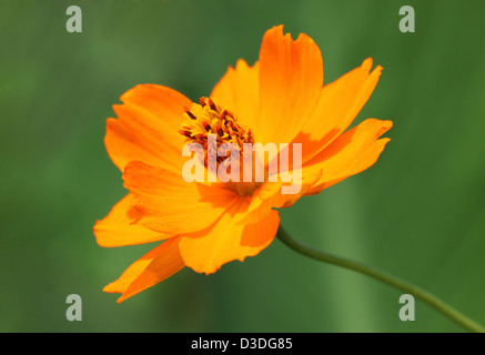 close up of marigold flower over green Stock Photo
