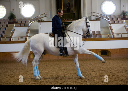 JEREZ DE LA FRONTERA,  SPAIN, 18TH FEBRUARY 2008:  A rider practices dressage at the Royal Andalusian School of Equestrian Arts, which was founded by Alvaro Domecq in 1973.The school has since been bought by the Andelucian state authorities and is now a national institution. Stock Photo