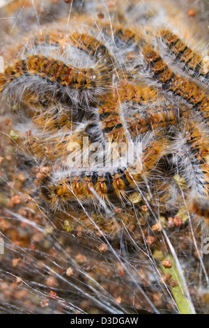 Close up view of a swarm of Pine Processionary (Thaumetopoea pityocampa) caterpillars. Stock Photo