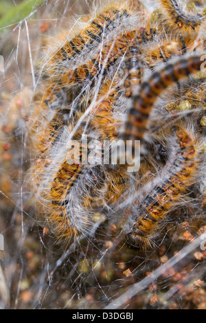 Close up view of a swarm of Pine Processionary (Thaumetopoea pityocampa) caterpillars. Stock Photo