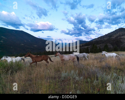 Pushing horses towards ranch, Montana, USA Stock Photo