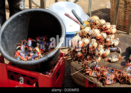 Bucket of land crabs for sale Stock Photo - Alamy