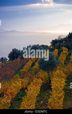 Autumnal vineyard (Pelion Peninsula, Thessaly, Greece) Stock Photo