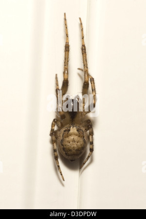 A macro shot of a small spider approximately 1.2cm in length  on white upvc window frame Stock Photo