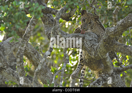 Leopard licking his paws while sitting on a branch of a tree in Yala national park, Sri Lanka Stock Photo