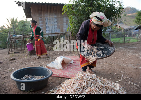 Chiang Rai, Thailand, a peasant woman of Palaung minority at work Stock Photo