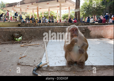 Fang, Thailand, rhesus monkeys in a temple as an attraction Stock Photo