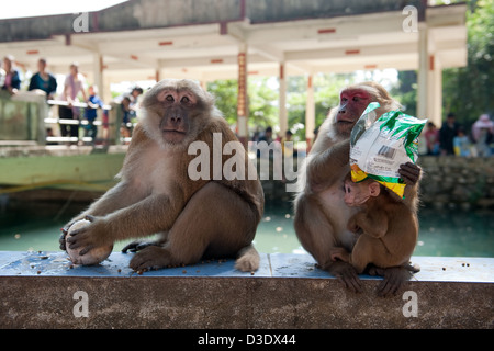 Fang, Thailand, rhesus monkeys in a temple as an attraction Stock Photo