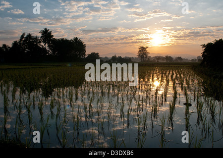 Fang, Thailand, Sunset over a paddy field Stock Photo