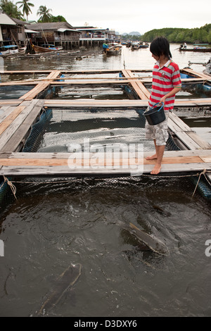 Krabi, Thailand, a fish farm in the Krabi River, fishing catfish feed Stock Photo