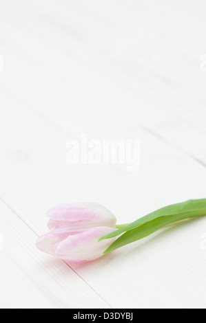 Single pale pink and white tulip Stock Photo