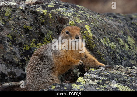 siksik arctic northern Canada tundra mammal ground squirrel Stock Photo