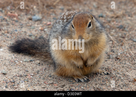 siksik arctic northern Canada tundra mammal ground squirrel Stock Photo