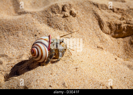 Hermit Crab on Sand in Mirissa, Sri Lanka Stock Photo