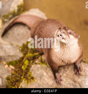 A captive Oriental Short-Clawed Otter ( Aonyx cinerea ) which live wild in Southeast Asia Stock Photo