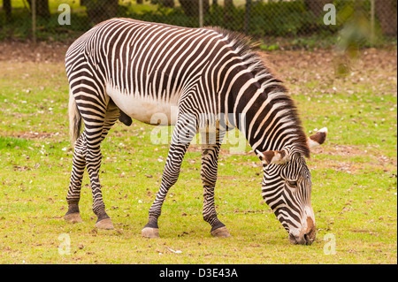A captive Grevy's Zebra ( Equus grevyi ) Stock Photo