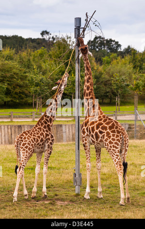 Two captive Giraffes feeding ( Giraffa camelopardalis ) Stock Photo