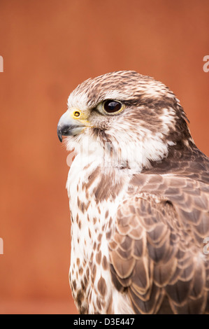 A captive Saker Falcon ( Falco cherrug ) Stock Photo