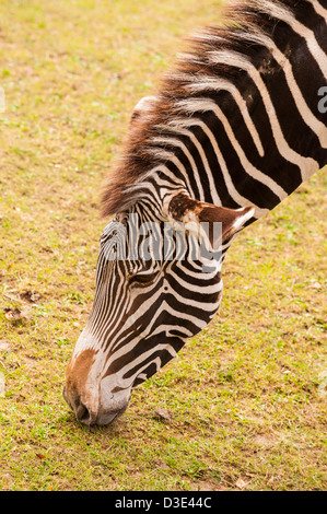 A captive Grevy's Zebra ( Equus grevyi ) Stock Photo