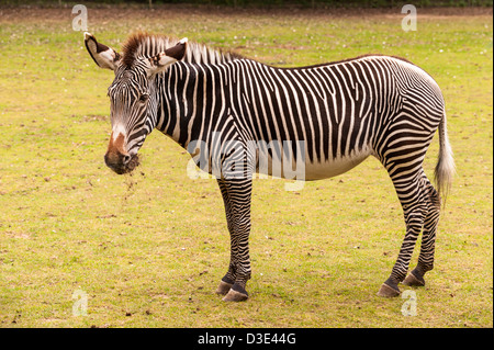 A captive Grevy's Zebra ( Equus grevyi ) Stock Photo