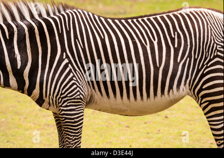 A captive Grevy's Zebra ( Equus grevyi ) Stock Photo