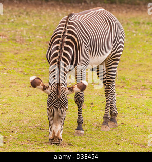 A captive Grevy's Zebra ( Equus grevyi ) Stock Photo